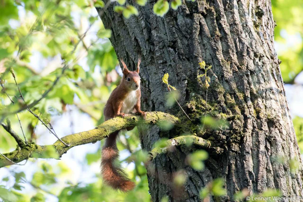 Lennart Wegner / Institut für Tierökologie und Naturbildung